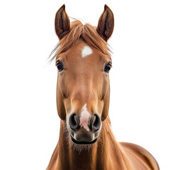 Obraz premium Majestic Horse Galloping Through the Fields on transparent background