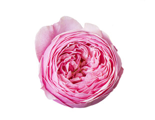 Obraz premium Pink peony rose. top view of flower. Isolated on white background. Isolated on transparent. png format available 