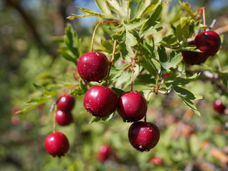 Red fruits of Snowbird Hawthorn tree in early autumn, Colorado