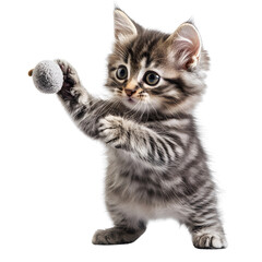 Obraz premium scottish fold cat isolated on white background showcasing natural poses and dynamic movements, perfect for design projects and creative artwork.