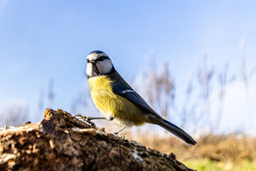 Eine Blaumeise (Cyanistes caeruleus) sitzt auf einem Ast