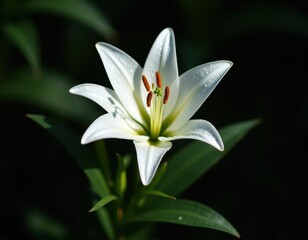Fototapeta premium Close-up of a pristine white lily, glistening with dew drops. Its delicate petals and vibrant stamen contrast beautifully against a dark, blurred background. A symbol of purity and elegance.