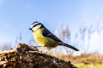 Eine Blaumeise (Cyanistes caeruleus) sitzt auf einem Ast