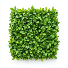Fototapeta premium Lush green decorative hedge with vibrant leaves arranged in square shape, perfect for enhancing indoor or outdoor spaces