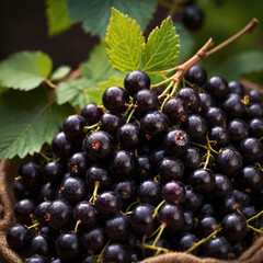 Fototapeta premium schwarze Johannisbeeren 4