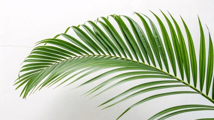 Palm leaf, arching and vibrant green on white background