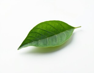Single vibrant green leaf isolated on a clean white background.  Perfect for nature, ecology, or botanical themes.  Detailed leaf veins visible.