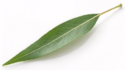 Obraz premium Willow leaf, slender and soft green on white background