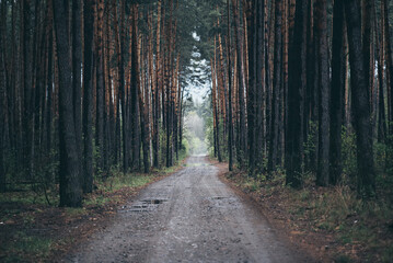 Naklejka premium Dark moody forest