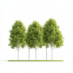 Tall eucalyptus trees create serene natural landscape, enhancing tranquility
