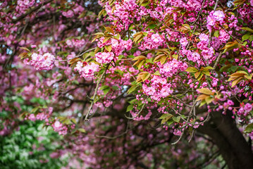 Sakura flowers blooming, spring seasonal Easter background