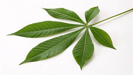 Obraz premium Kapok leaf, compound and narrow green on white background