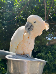 White parrot on the branch.Vertical animal photo