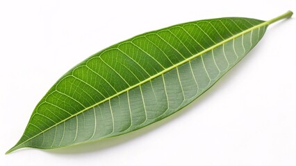 Obraz premium Mango leaf, elongated and glossy green on white background