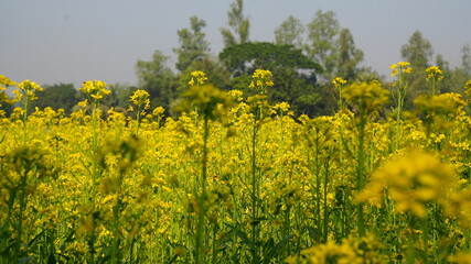 Obraz premium field