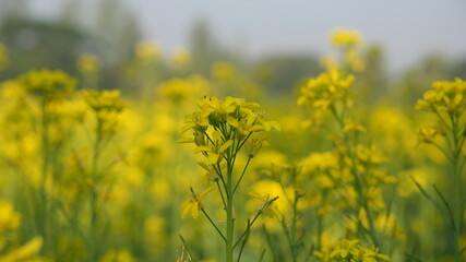 field of yellow flowers