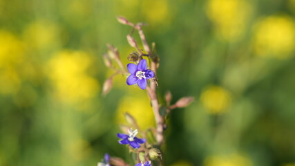flowers in the field