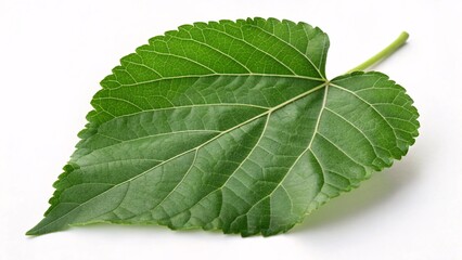 Obraz premium Mulberry leaf, heart-shaped and vibrant green on white background