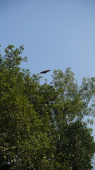 birds in the sky