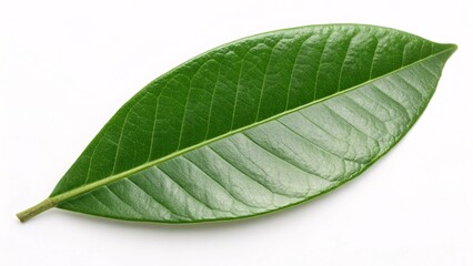 Obraz premium Sapodilla leaf, oval and glossy green on white background