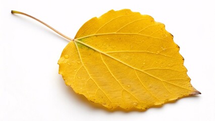Aspen leaf, rounded and vibrant yellow on white background