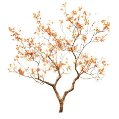 Obraz premium Beautiful deciduous tree, Clipart Style, isolated on transparent background
