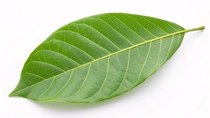 Obraz premium Sandalwood leaf, oval and vibrant green on white background