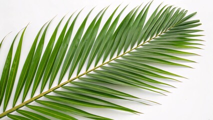 Coconut palm leaf, long and segmented green on white background