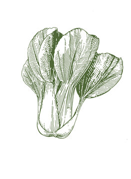 Line art vintage realistic lettuce. Klipart vegan illustration.