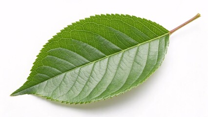 Obraz premium Cherry tree leaf, oval and glossy green on white background