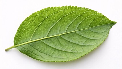Obraz premium Lime tree leaf, oval and textured green on white background