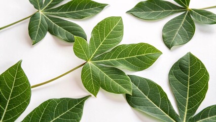 Fototapeta premium Baobab leaf, small and grouped green on white background