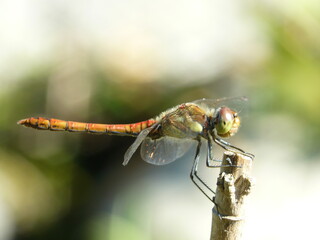 Libelle