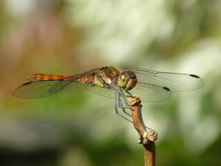 Libelle