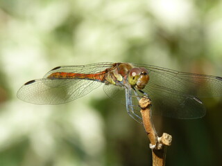 Libelle