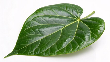 Obraz premium Tamarillo leaf, heart-shaped and glossy green on white background