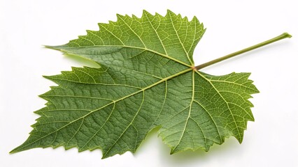 Grape vine leaf, lobed and textured green on white background