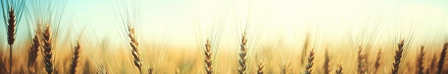 Golden Wheat Field with Stunning Details and Perfect Composition in Wide Panoramic View, Representing Harvest and Nature&rsquo;s Abundance.