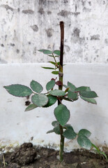 Rooted rose stalk. Gardening at home. Breeding roses cuttings.