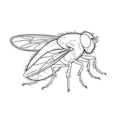 a drawing of a fly on a white background