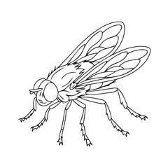 a drawing of a fly on a white background