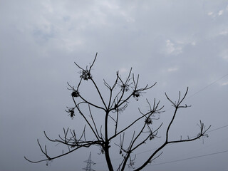 Dry tree, dead tree, dry of Neem Tree with fruit