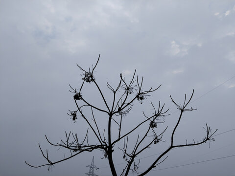 Dry tree, dead tree, dry of Neem Tree with fruit