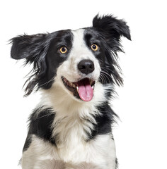 Happy Border Collie sitting looking away, panting, isolated on white