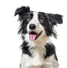 Happy Border Collie sitting looking away, panting, isolated on white