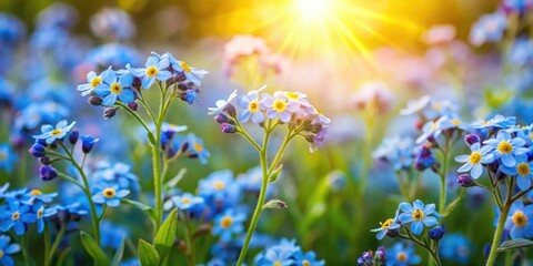 Fototapeta premium A Field of Delicate Blue Flowers Bask in the Warm Glow of the Setting Sun