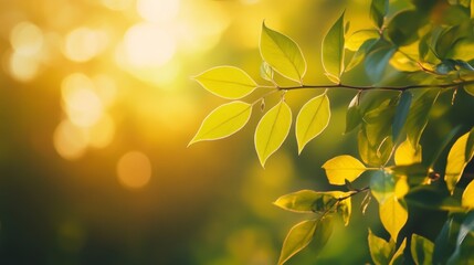 Obraz premium Golden Hour Leaves: Sunlight Illuminates Vibrant Green Foliage