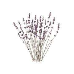 A delicate arrangement of dried lavender stems with subtle purpl