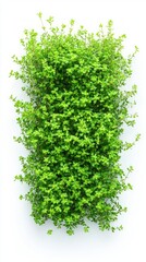 Obraz premium 607. 57. a stylized view of a bed of creeping thyme, organized style, isolated on a white background, --ar 9:16 --v 6.1 Job ID: e7fa318d-44b4-4ace-a0e2-a953fcf6b15d