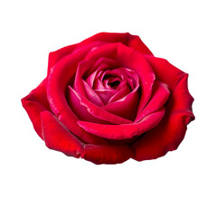 Stunning close-up of a bicolor rose on transparent background
